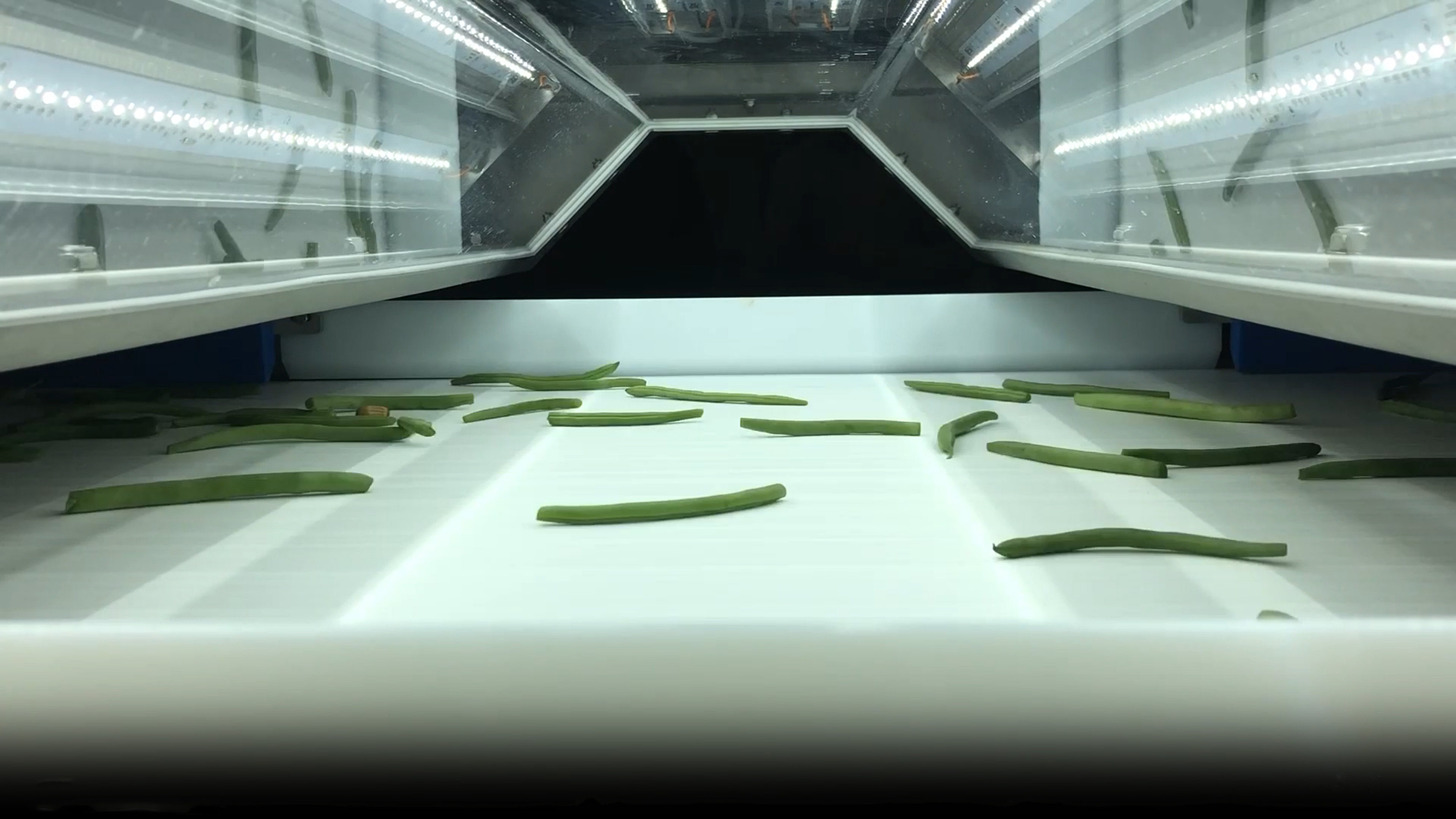 Green-bean sorting in TOMRA Machine 