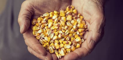 Clasificación de maíz de TOMRA Food
