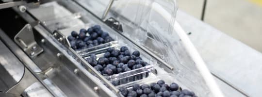 blueberries lid closer