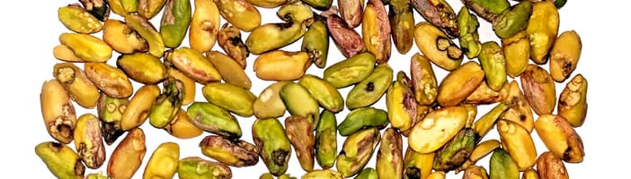 Insect damage on pistachios