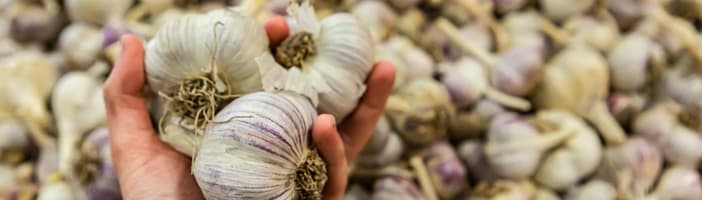 Garlic-Key_Benefits-2