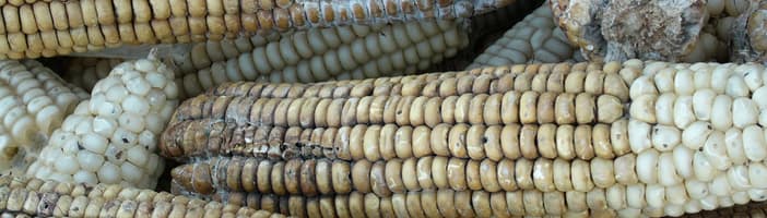 Clasificación de maíz de siembra de TOMRA