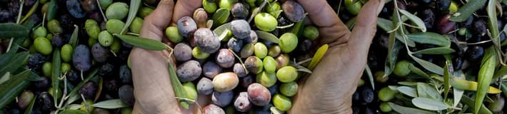 Fruit-select your product-Olives