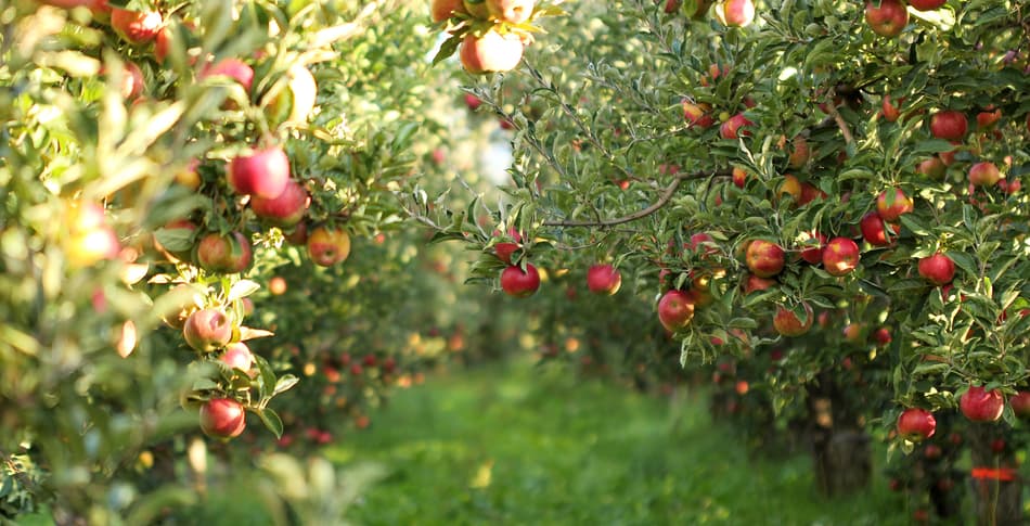 Apples orchard