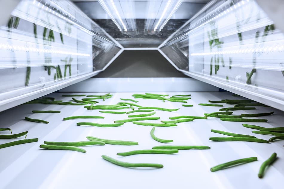 Green beans on an TOMRA 5B sorting machine